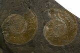 Plate of Jurassic Ammonite Fossils - Posidonia Shale, Germany #302964-1